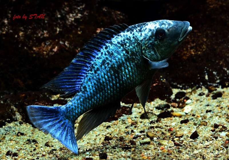 Fossorochromis rostratus